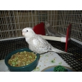 Cockatiels
